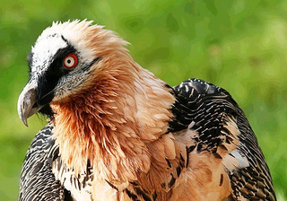 Illustration for article titled Bearded Vultures Are The Most Punk Rock Animals In The World